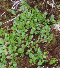 Salix herbacea