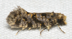 Amydria margoriella