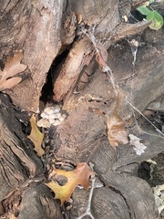 Fungi