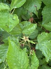 Rubus frondosus