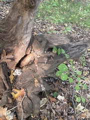 Fungi