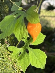 Momordica charantia