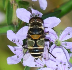 Palpada albifrons