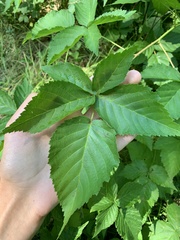 Rubus frondosus