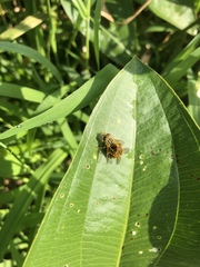 Parhelophilus