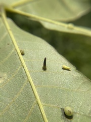 Caryomyia subulata
