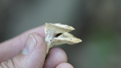 Mycorrhaphium adustum