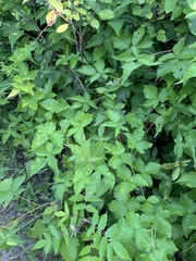 Rubus frondosus
