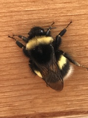 Bombus