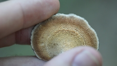 Mycorrhaphium adustum