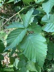 Rubus frondosus