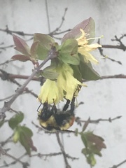 Bombus