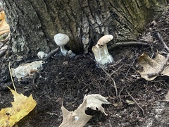 Fungi
