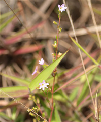 Cuphea ciliata