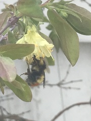 Bombus