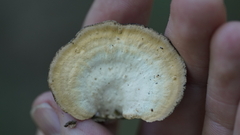 Mycorrhaphium adustum