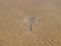 Potamotrygon histrix