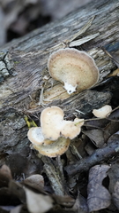 Mycorrhaphium adustum