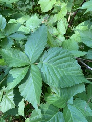 Rubus frondosus