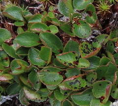 Salix herbacea