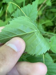 Rubus frondosus