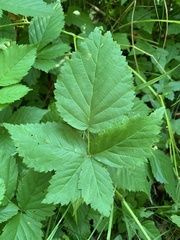 Rubus frondosus