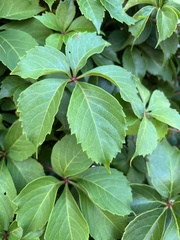 Parthenocissus quinquefolia