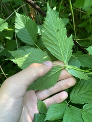 Rubus frondosus