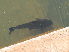 Steindachneridion melanodermatum