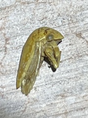 Stictopelta marmorata