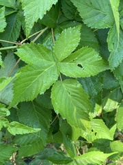 Rubus frondosus