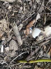 Fungi