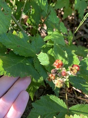 Rubus frondosus