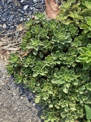 Phedimus kamtschaticus