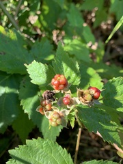 Rubus frondosus