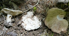 Russula