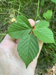 Rubus stipulatus