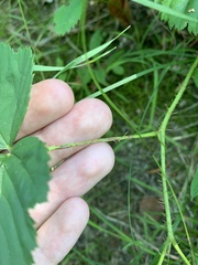 Rubus stipulatus