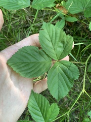 Rubus stipulatus