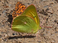 Colias alexandra