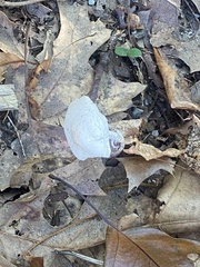 Fungi