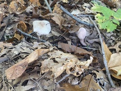 Fungi
