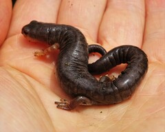 Mushroomtongue Salamander photo 4