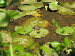 Chrysemys picta picta