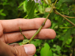 Neolasioptera vernoniae