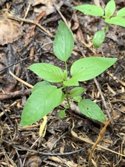 Acalypha neomexicana