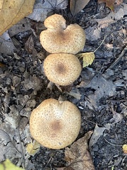 Fungi