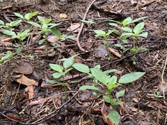 Acalypha neomexicana