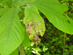 Phyllosticta asiminae