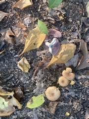 Fungi